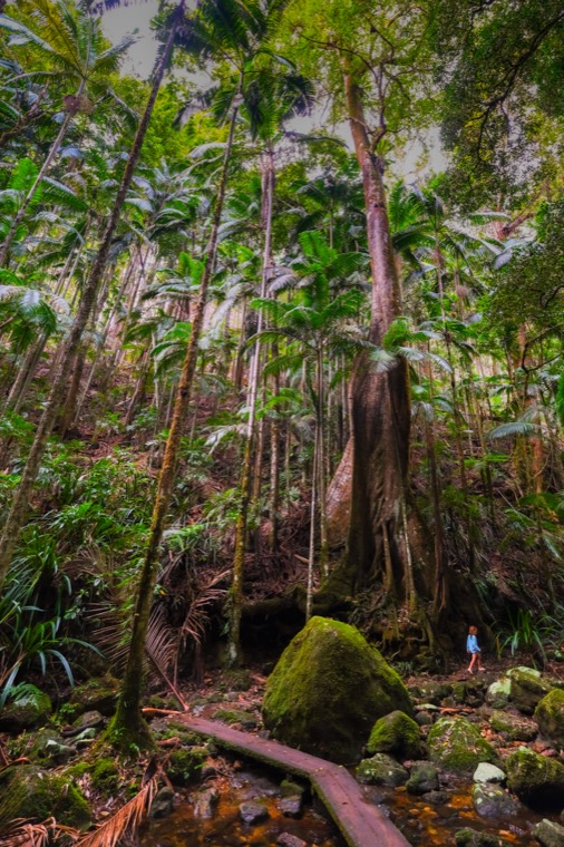 Byron Bay Rainforest