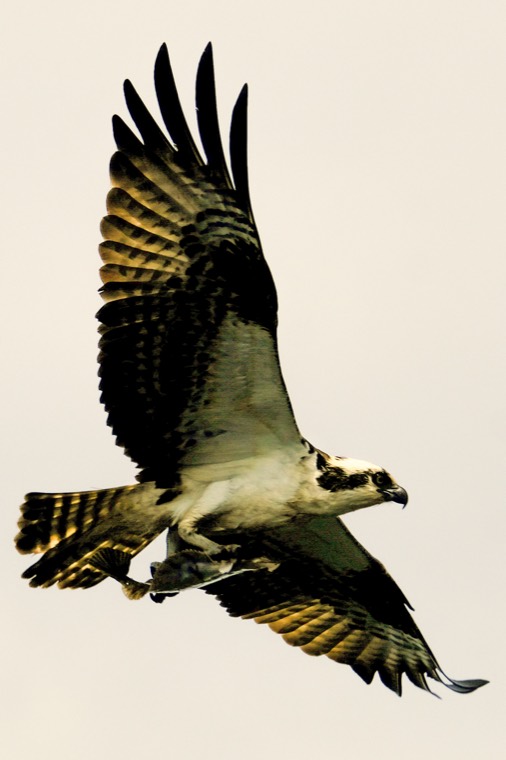 An osprey mid-flight, wings flared, West Seattle