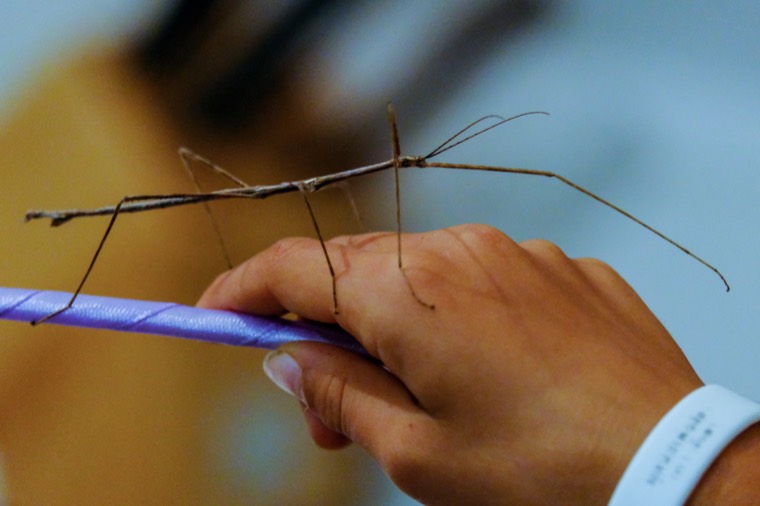 A giant stick insect perched on a hand, Western Australia