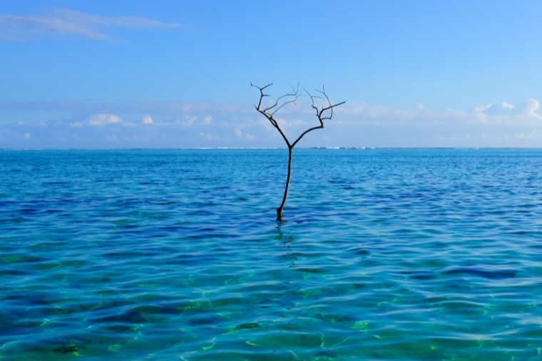 A lone tree standing in a turquoise lagoon