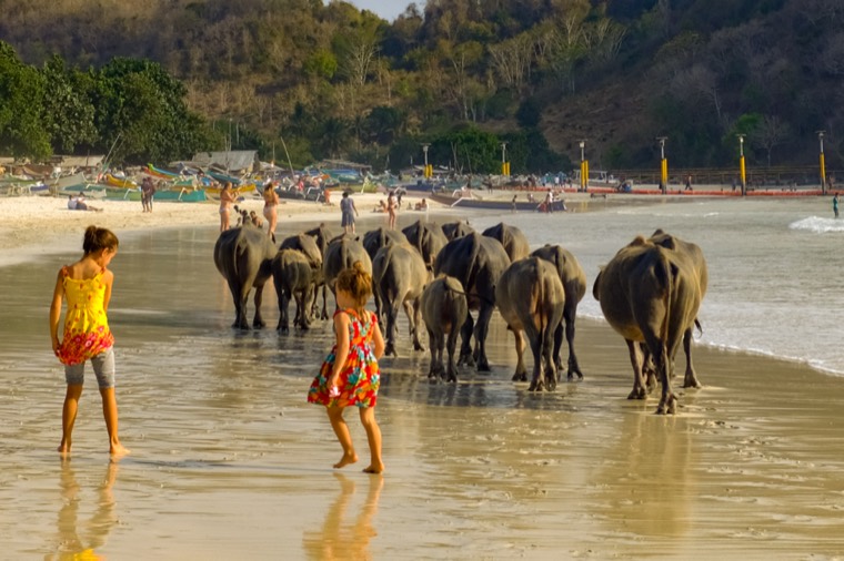 Children walking beside a herd of water buffalo on a beach, Lombok